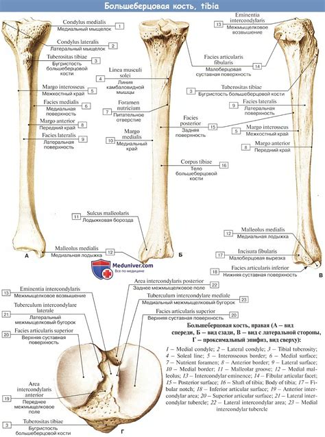Анатомия кости