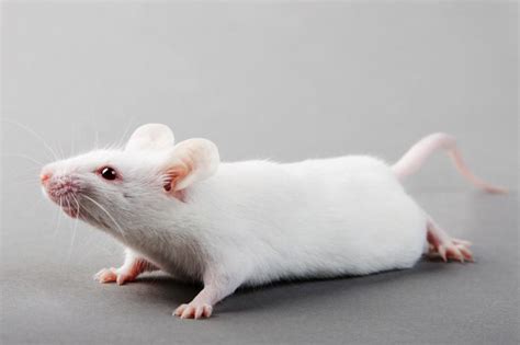 К чему снится белая мышь