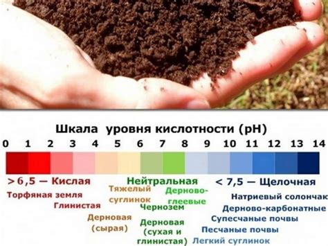 Как определить кислотность почвы по сорнякам