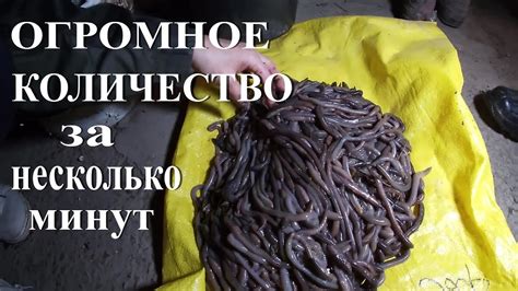Как развести червей для рыбалки