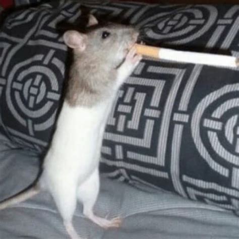 Крыса с сигаретой