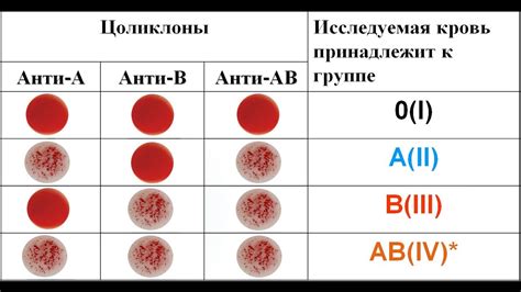 Определение группы крови цоликлонами