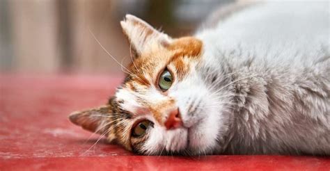 Почему кошки уходят из дома перед смертью
