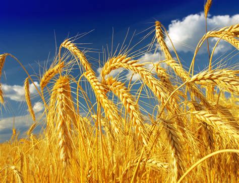Пшеничное поле фото