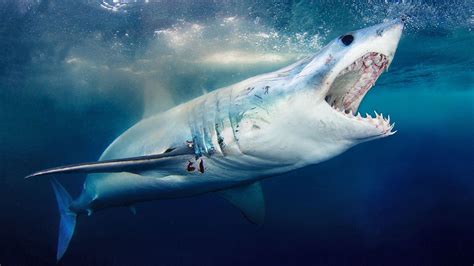 Самая агрессивная акула