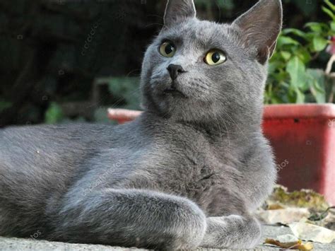 Серый кот порода