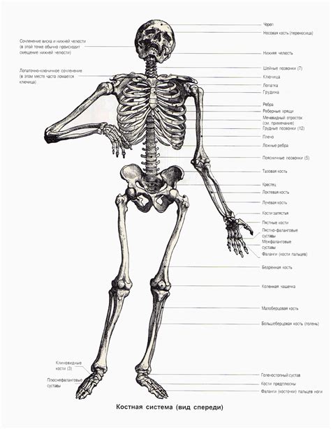 Скелет человека с названием костей и суставов на русском языке