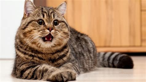 Сколько живут коты в домашних условиях кастрированные