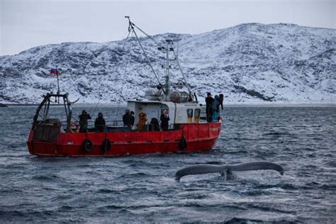 Териберка киты экскурсия