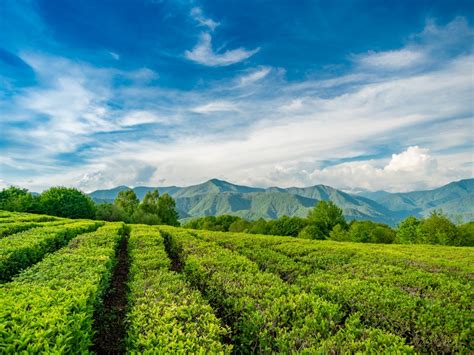 Чайная плантация сочи цена экскурсии