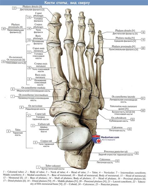 Анатомия стопы кости