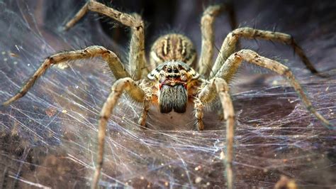 Бразильский странствующий паук фото
