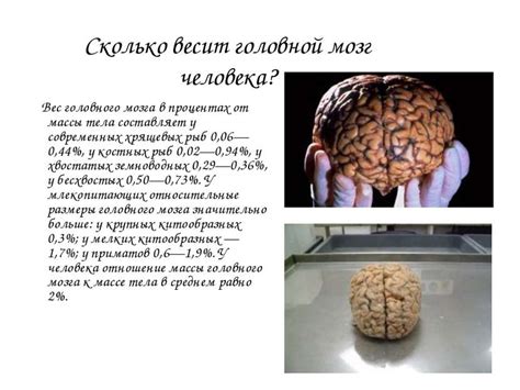 Вес мозга