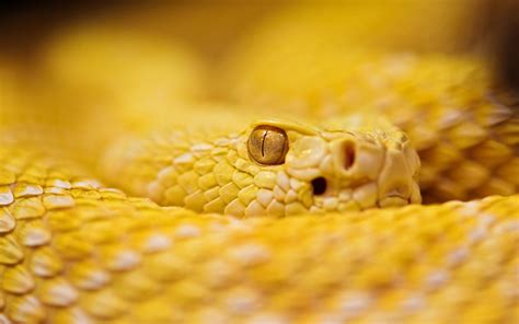 Змея альбинос