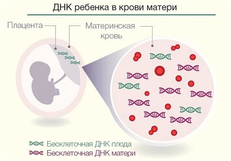 Инвитро определение пола ребенка по крови