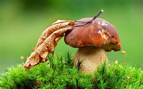 К чему снится собирать грибы в лесу женщине