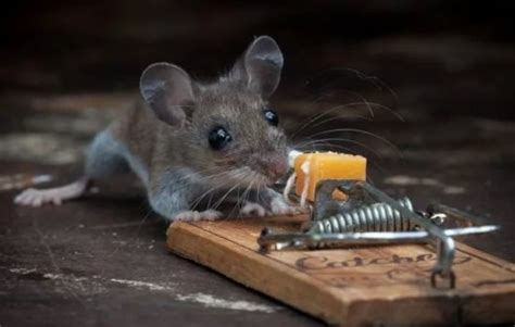 К чему снятся маленькие мышки