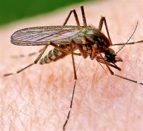 Как комары находят человека