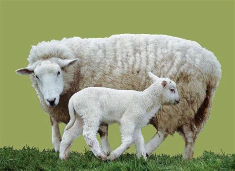 Как называется детеныш овцы