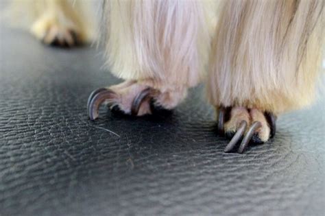 Как правильно стричь ногти собаке