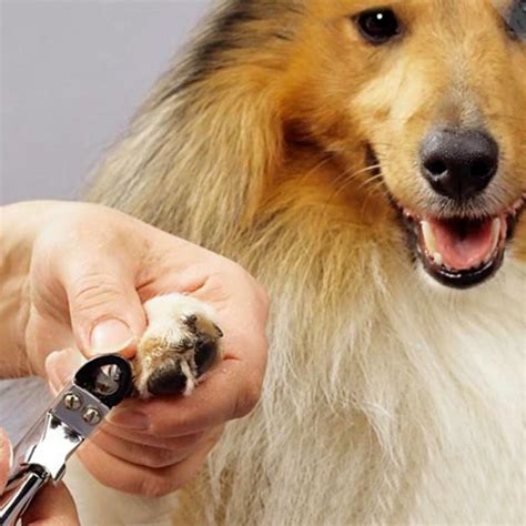 Как правильно стричь ногти собаке