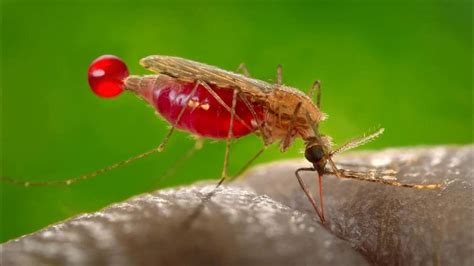 Какие комары пьют кровь