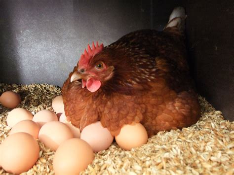 Курица села на яйца в гнезде что делать дальше