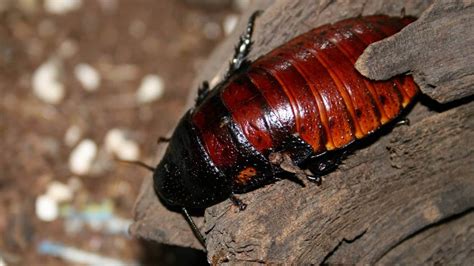 Мадагаскарские тараканы фото
