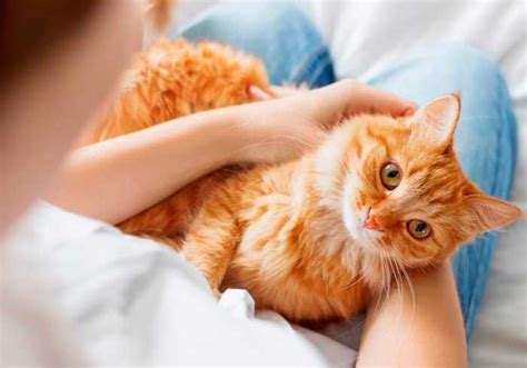 Можно ли стерилизовать кошку в период течки