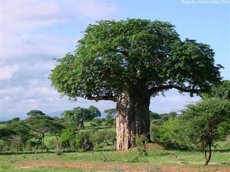 Найден лес в танзании