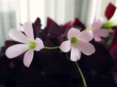 Оксалис цветок домашний