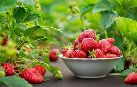 Почему ягоды клубники твердые и сухие