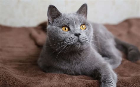 Серый кот порода