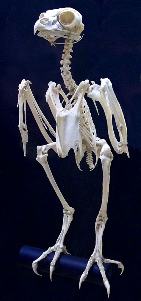 Скелет совы