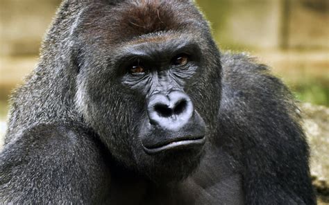 Сколько живут гориллы