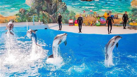 Сочинский дельфинарий официальный сайт