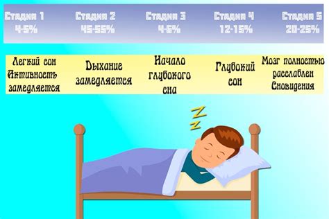 Фазы сна человека по времени таблица выспаться