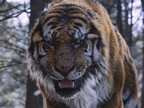 Фильмы про тигров