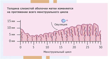 Эндометрия матки 7 мм много или мало для какой стадии рака