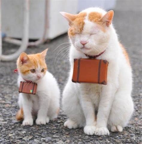 Japancats