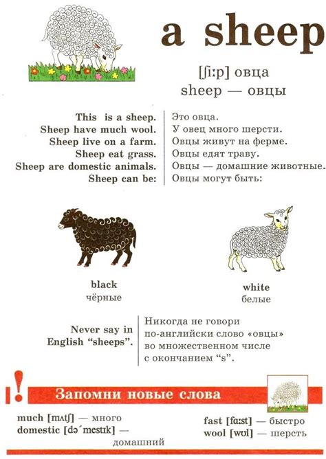 Sheep перевод